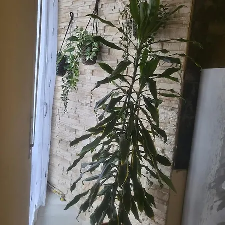 Casa Hanna2 Apartmán Intra